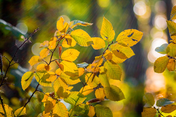Yellow autumn leaves in the rays of the sun. Autumn forest_