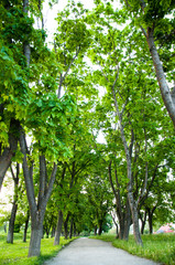 summer afternoon alley in the park. On both sides grow large green trees.