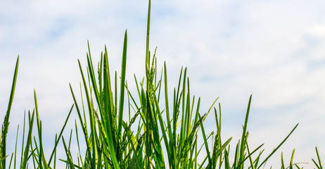 Obraz premium Green grass against the background of a blue sky with white clouds_