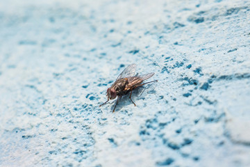 Big fly on a on the blue wall. The fly is a carrier of infections_