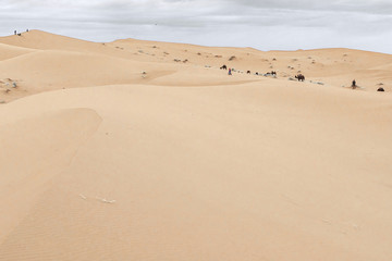 Camels are on the sand dunes at dawn in the Sahara desert. Morocco