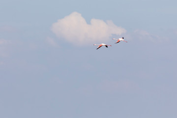 Two Greater flamingos, Phoenicopterus roseus, flying in Camargue, France
