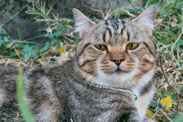 Cat portrait