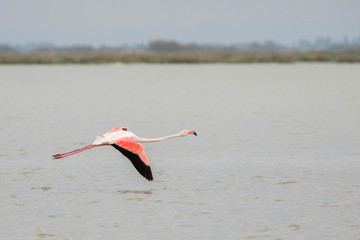 Greater flamingos, Phoenicopterus roseus, flying in Camargue, France