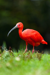 The scarlet ibis (Eudocimus ruber) looking for food in green grass. Red ibis in green background.