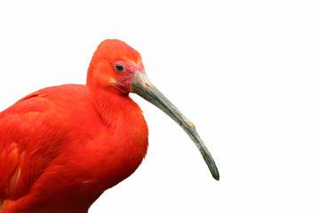 The scarlet ibis (Eudocimus ruber) isolated. Red ibis in white background.