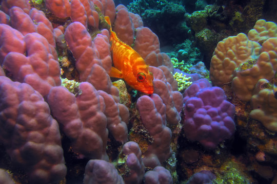 The blacktip grouper or redbanded grouper ( Epinephelus fasciatus) lying in a coral field in the Red Sea. Red sea landscape with small grouper.