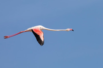 Greater flamingos, Phoenicopterus roseus, flying in Camargue, France