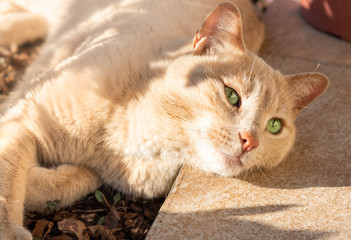 Fototapeta premium Red Cat with green eyes lying on the ground.