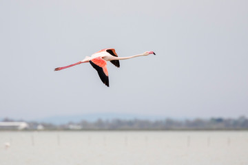 Greater flamingos, Phoenicopterus roseus, flying in Camargue, France