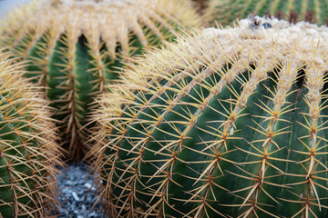 Naklejka na ściany i meble Close-up cactus