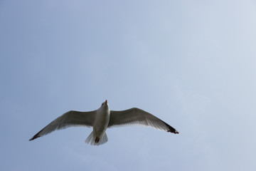 Bird flying. Seagull caught in flight close-up