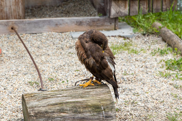 eagle