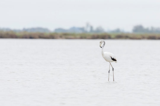 Subadult Greater flamingos, Phoenicopterus roseus, preening in Camargue, France