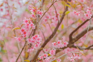 Focus blurred for pink flowers background, view of wild himalayan (prunus) cherry blossom on tree with soft focus blurred.