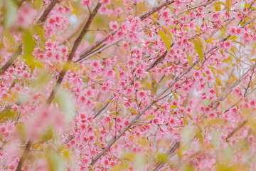 Focus blurred for pink flowers background, view of wild himalayan (prunus) cherry blossom on tree with soft focus blurred.