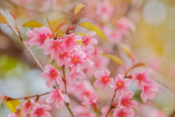 Focus blurred for pink flowers background, view of wild himalayan (prunus) cherry blossom on tree with soft focus blurred.