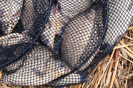 good catch of crucian carp in the keepnet close up