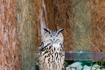 owl