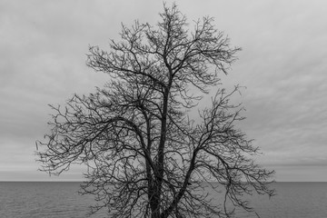 Silhouette of tree over water in black and white