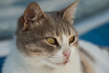 Katze