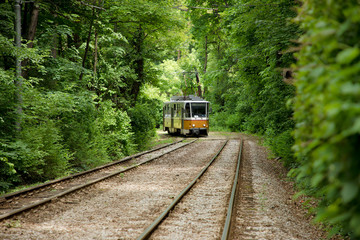 Naklejka na ściany i meble Train travels through thick green forest