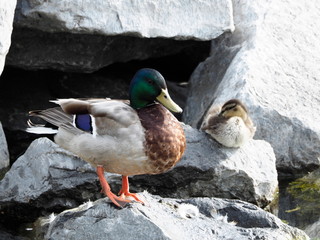 Duck and duckling