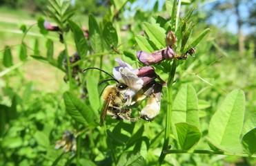 Longhorn bee on vicia flowers in the meadow, closeup