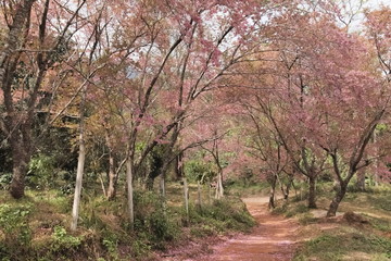 view on patch way of Wild Himalayan Cherry Blossom on tree at Khun Wang Royal Project, Doi Inthanon, Chiang Mai, northern of Thailand.