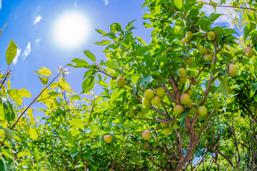 初夏の青空と新緑の梅