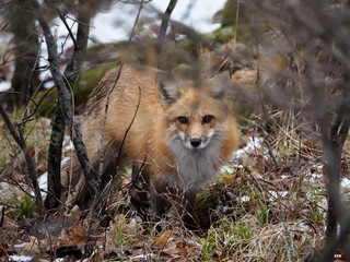 Red fox