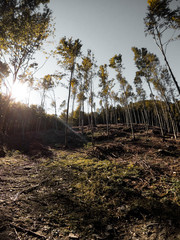 Foresta
