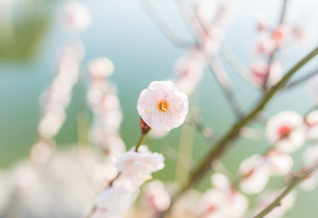 梅の花