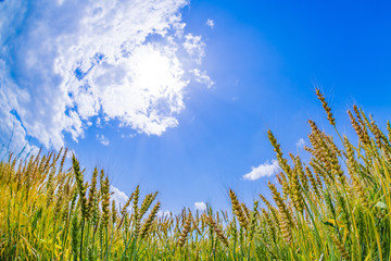 麦畑と初夏の青空