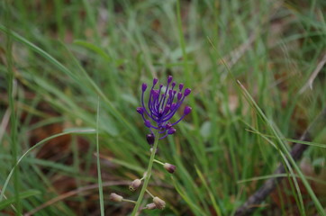 Fleur move extravagante 