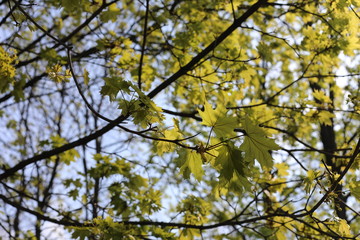 maple leaves of a tree in spring