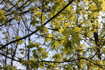 Fototapeta premium spring maple leaves on blue sky
