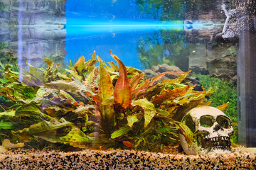 Vintage skull in the aquarium next to the colorful algae. Deep under the water. Aquarium background with soil and algae.