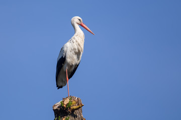 Stork with white and black feathers standing on a tree