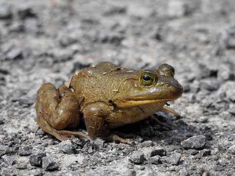 Bull frog closeup