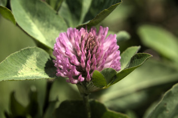 Fototapeta premium Trifolium pratense; red clover in lawn, Swiss cottage garden