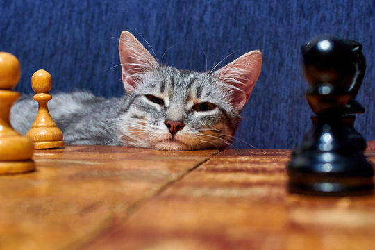 Blue background, chessboard near the pet. Young cat with big ears with a smart look. Cat is for a vintage chess Board.