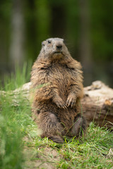 Naklejka na ściany i meble Alpine marmot 