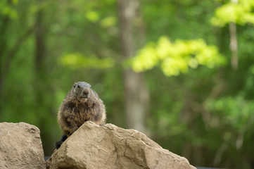 Alpine marmot 