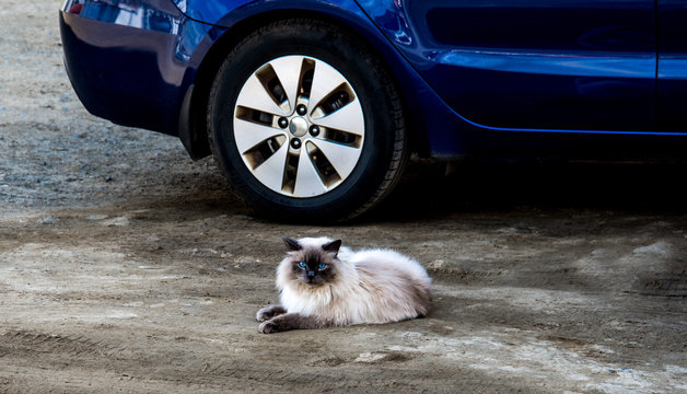 Furry cat near the wheel of the car.