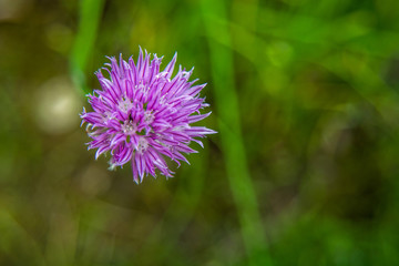 Purple single flower edible garlic