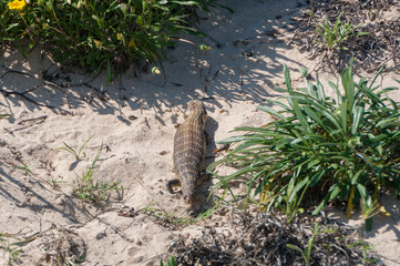 Blotched Blue-Tongued Skink lizard resting on sand dune