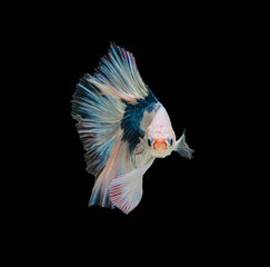 macro the beautiful small siam betta fish with black isolate background