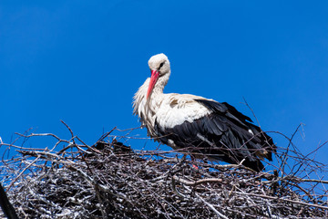 white stork in the nest