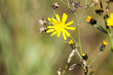 Fading dry dandelion flower (Leontodon) with last yellow blossoms in autumn - Viersen, Germany